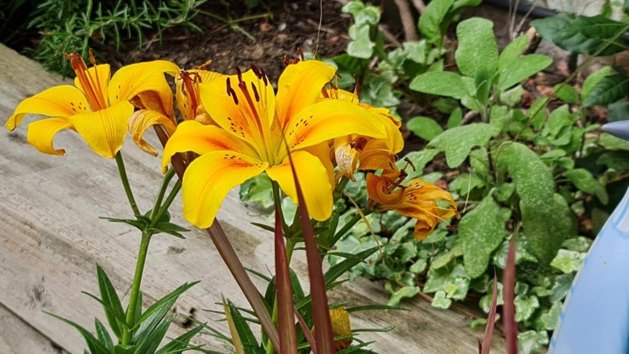 פורטסמות' Cottage Grove Homestay Rooms מראה חיצוני תמונה